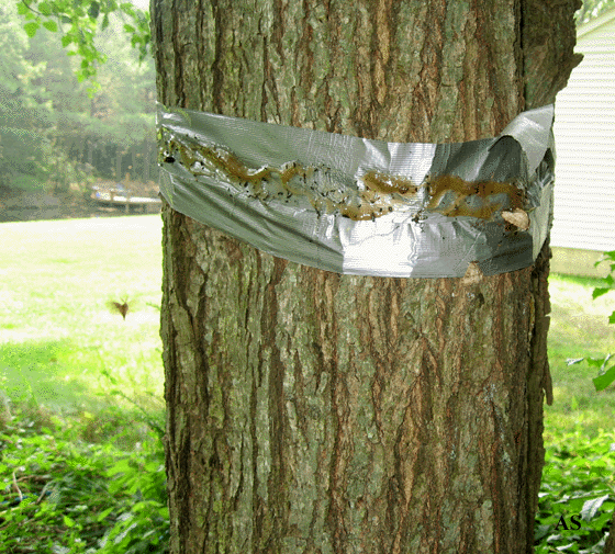 Duct tape and tanglefoot on tree to block gypsy moths 