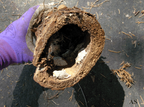 Gypsy moth egg masses inside a hollow log 