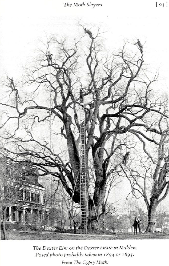 Men climbing the Dexter Elm to find gypsy moth egg masses 