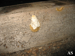 Gypsy moth egg masses on 4 by 4