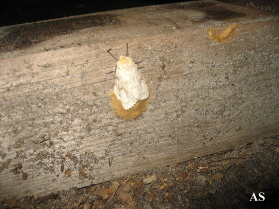 Egg mass on a 4 by 4 