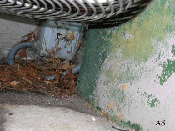 Gypsy moth egg masses under air conditioner 