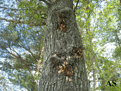 Gypsy moth egg masses on tree