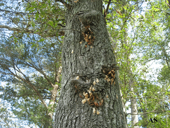 Gypsy moth egg masses on tree 