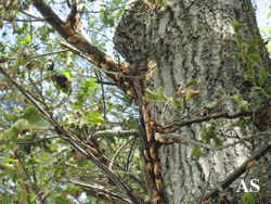 Gypsy moth eggs deposited on tree on Atsion Rd.