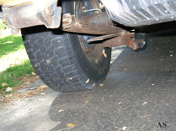 Gypsy moth egg masses on wheels of buick car  