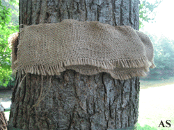Folded burlap strips provide a place for gypsy moths to hide