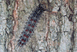 Gypsy moth caterpillar