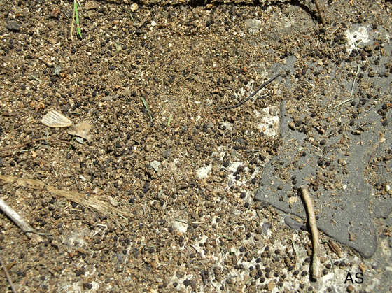 Gypsy Moth Mess Near the Deck 