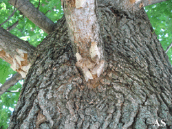 Gypsy moth egg masses on bottom of tree branches.
