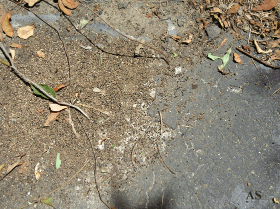 Gypsy Moths Mess On Driveway 