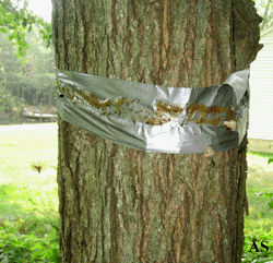 Duct tape and tanglefoot to combat gypsy moths