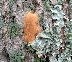 Gypsy moth egg mass