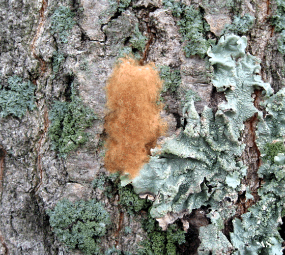 Gypsy moth egg mass 