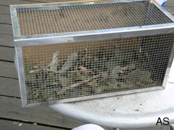 Cage used for gypsy moth experiments