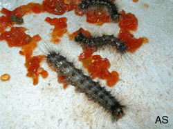 Caterpillar and red Pepper