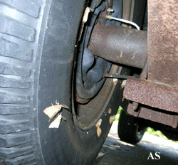 Gypsy moth eggs on wheel of Ford Explorer