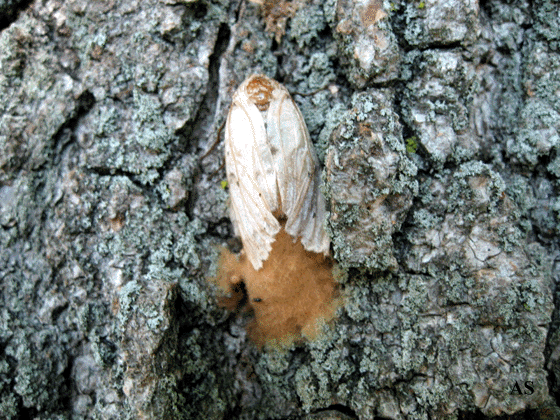 Female Gypsy Moth Laying Eggs 