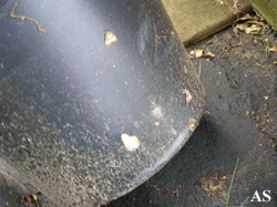 Gypsy moth eggs on flower pot