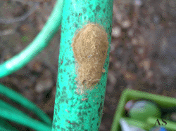Gypsy moth eggs on garden hose