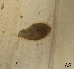 2008 Gypsy Moth Egg Mass