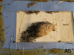 Gypsy Moth Larvae