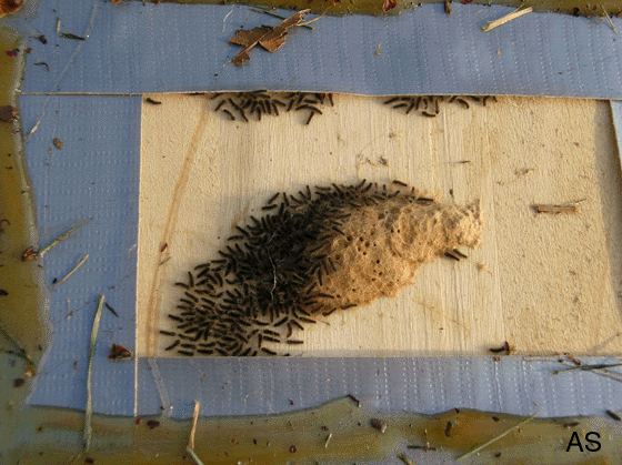 Gypsy Moth Larvae Hatching 