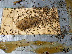 Gypsy Moth Egg Mass on Board