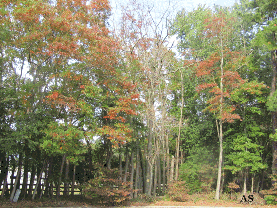 Dead Trees