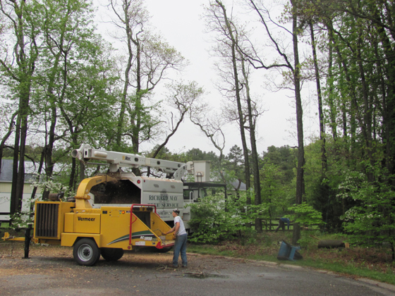 Dead Trees Being Removed