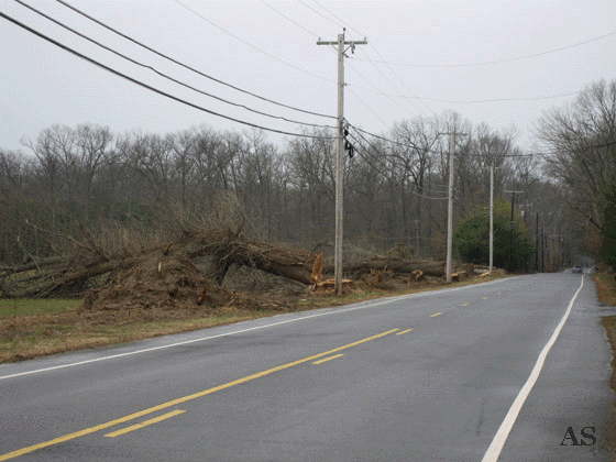 Dead Trees Being Removed