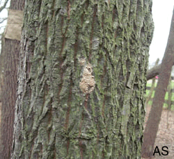 2008 Gypsy Moth Egg Mass