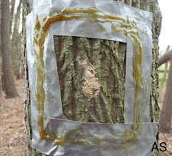 2008 Gypsy Moth Egg Mass