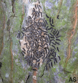 Gypsy Moth Larvae