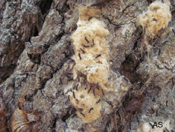 Gypsy Moth Egg Mass on Board