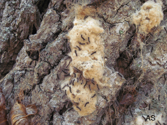 Gypsy Moth Larvae Hatching 