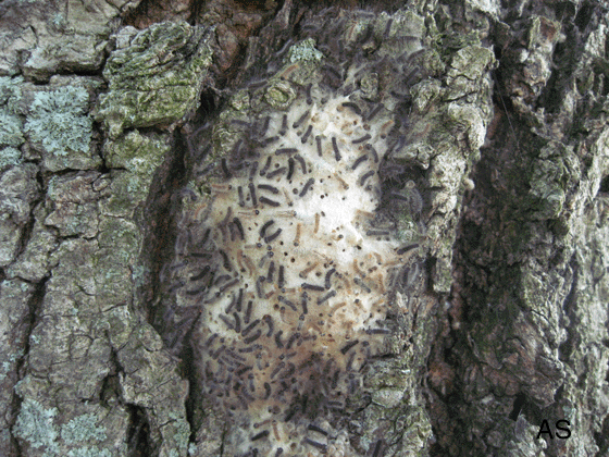 Gypsy Moth Larvae Hatching 