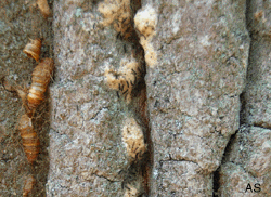 Gypsy Moth Larvae