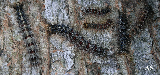 Gypsy moth caterpillars