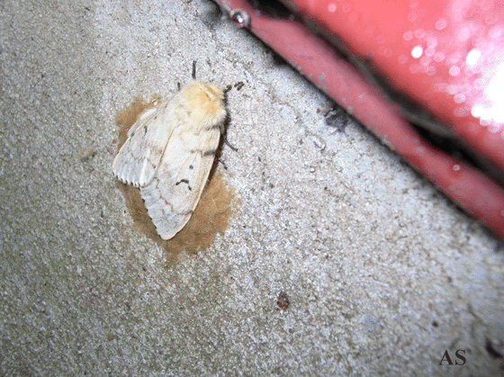 Gypsy moth laying eggs on house foundation 