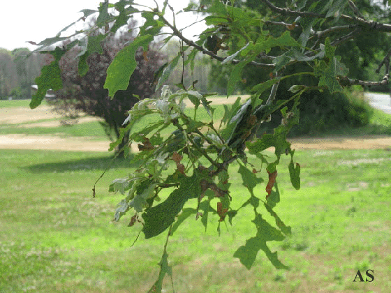 Gypsy Moth Leaf Damage 