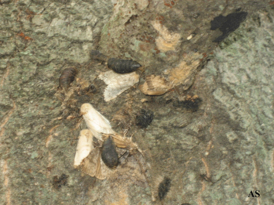 Gypsy moth egg masses  