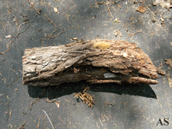 Gypsy moth eggs on Log