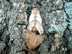 Male and female gypsy moths