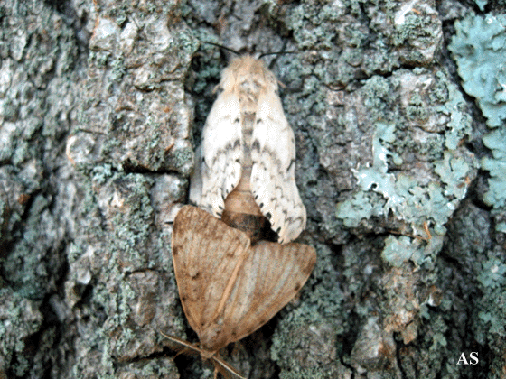 Male and Female Gypsy Moths 
