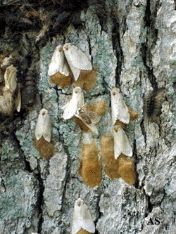 Multiple gypsy moth egg masses