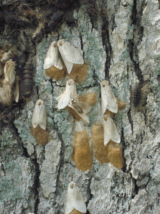 Many female ggypsy moths and many egg masses 