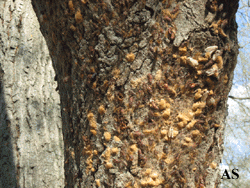 Gypsy moth eggs deposited on tree.