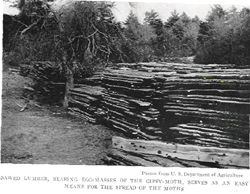 Sawed lumber waiting to be delivered