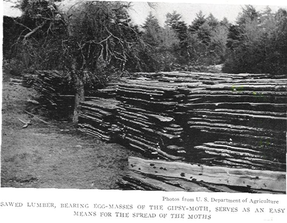 Gypsy moth egg masses on sawed lumber 